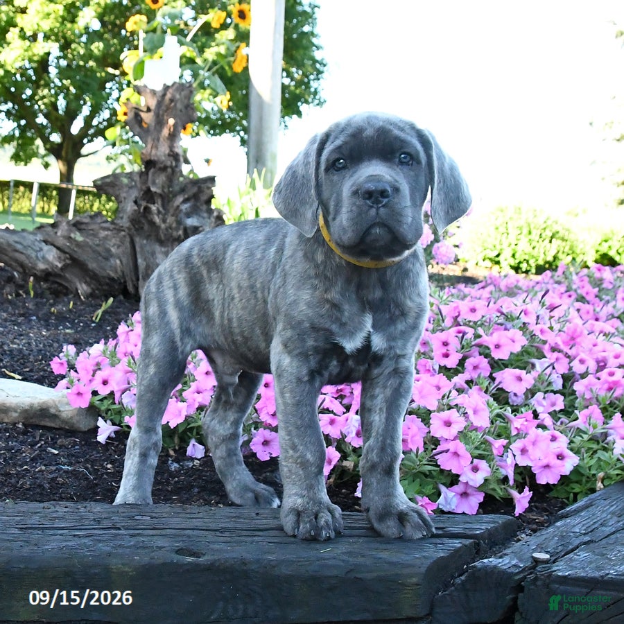 Cane Corso dogs Antler - Ad 2