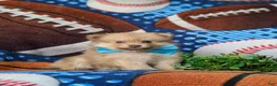Pomeranian dogs for sale: Bentley - Ad 3