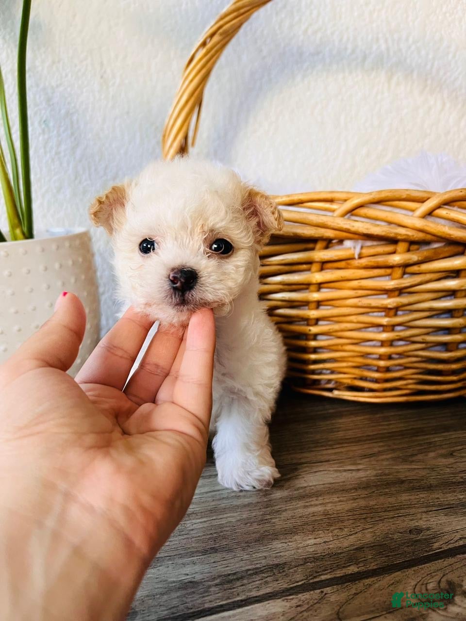 Maltipoo dogs Baby - Ad 1