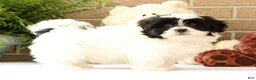 Shih Tzu dogs for sale: Willow - Ad 8