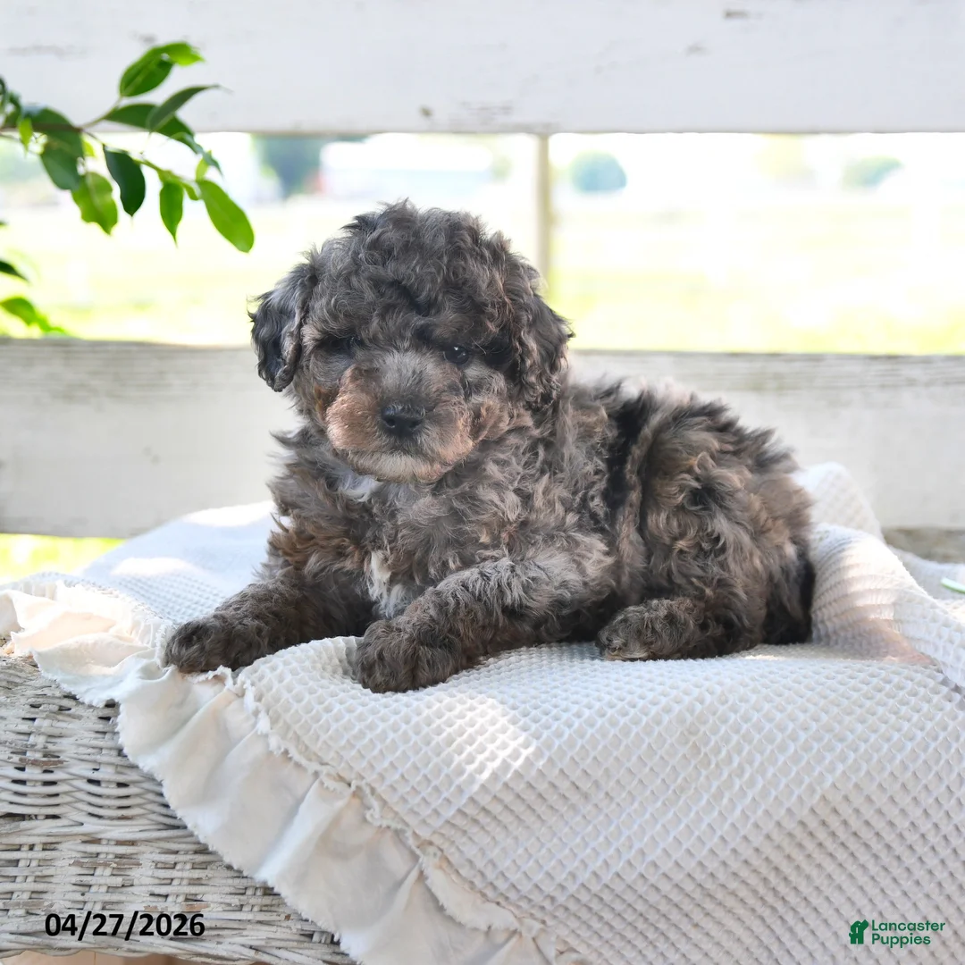 Miniature Poodle dogs for sale: Bouncer - Ad 2