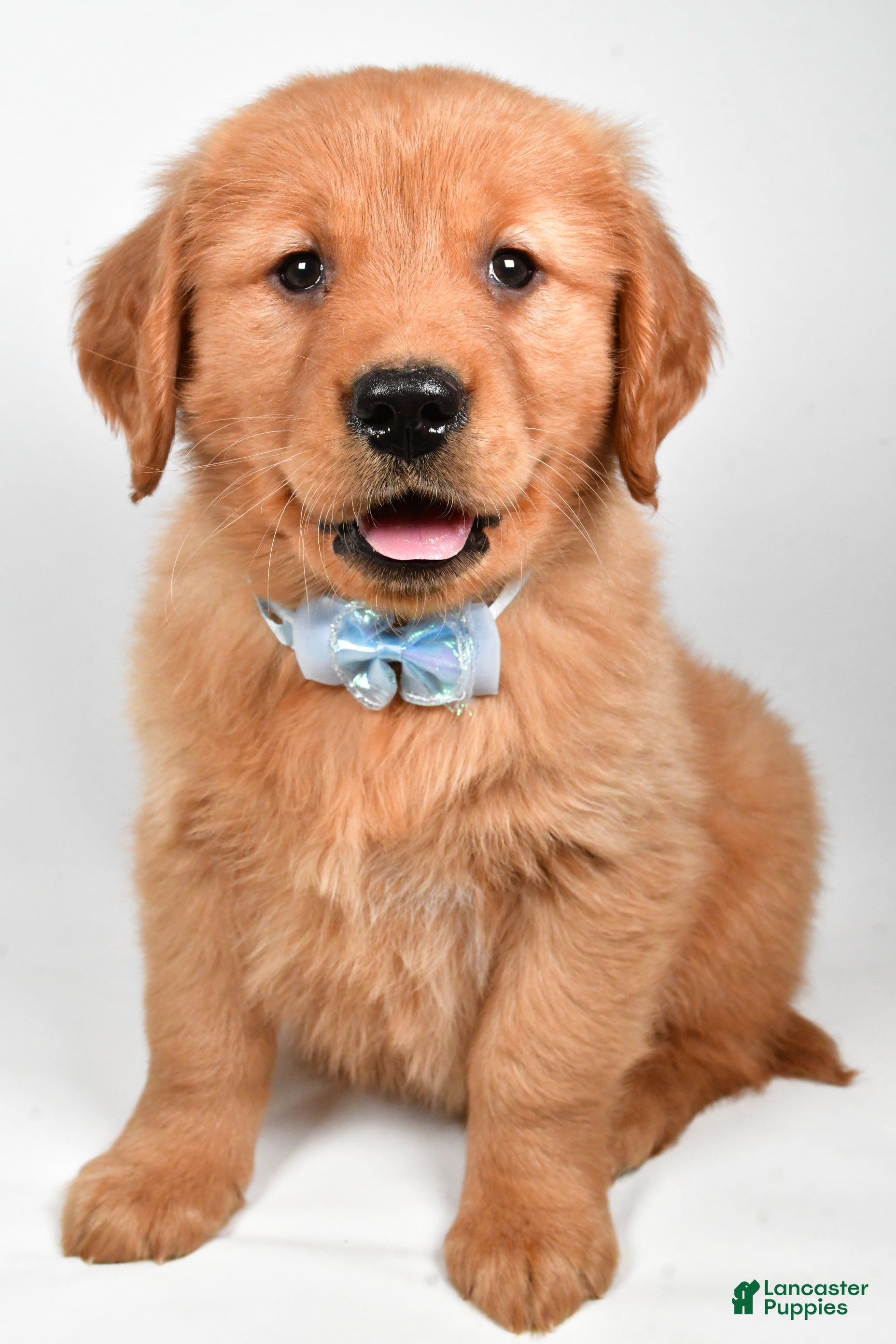 Golden Retriever dogs Max - Ad 9