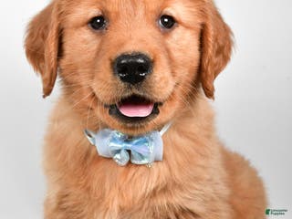 Golden Retriever dogs Max - Ad 9