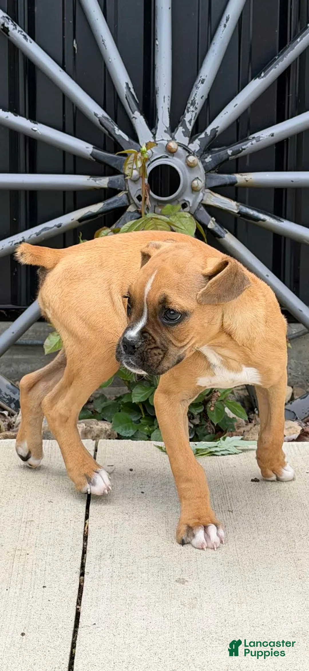 Boxer dogs for sale: Cleo - Ad 5