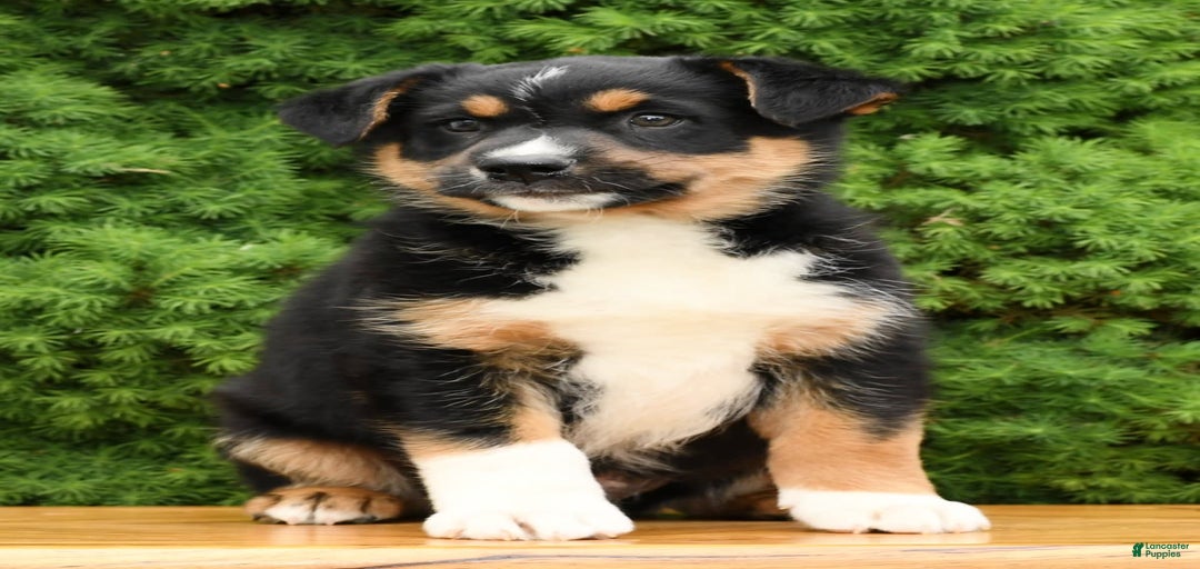 Gallery Image {{count}}