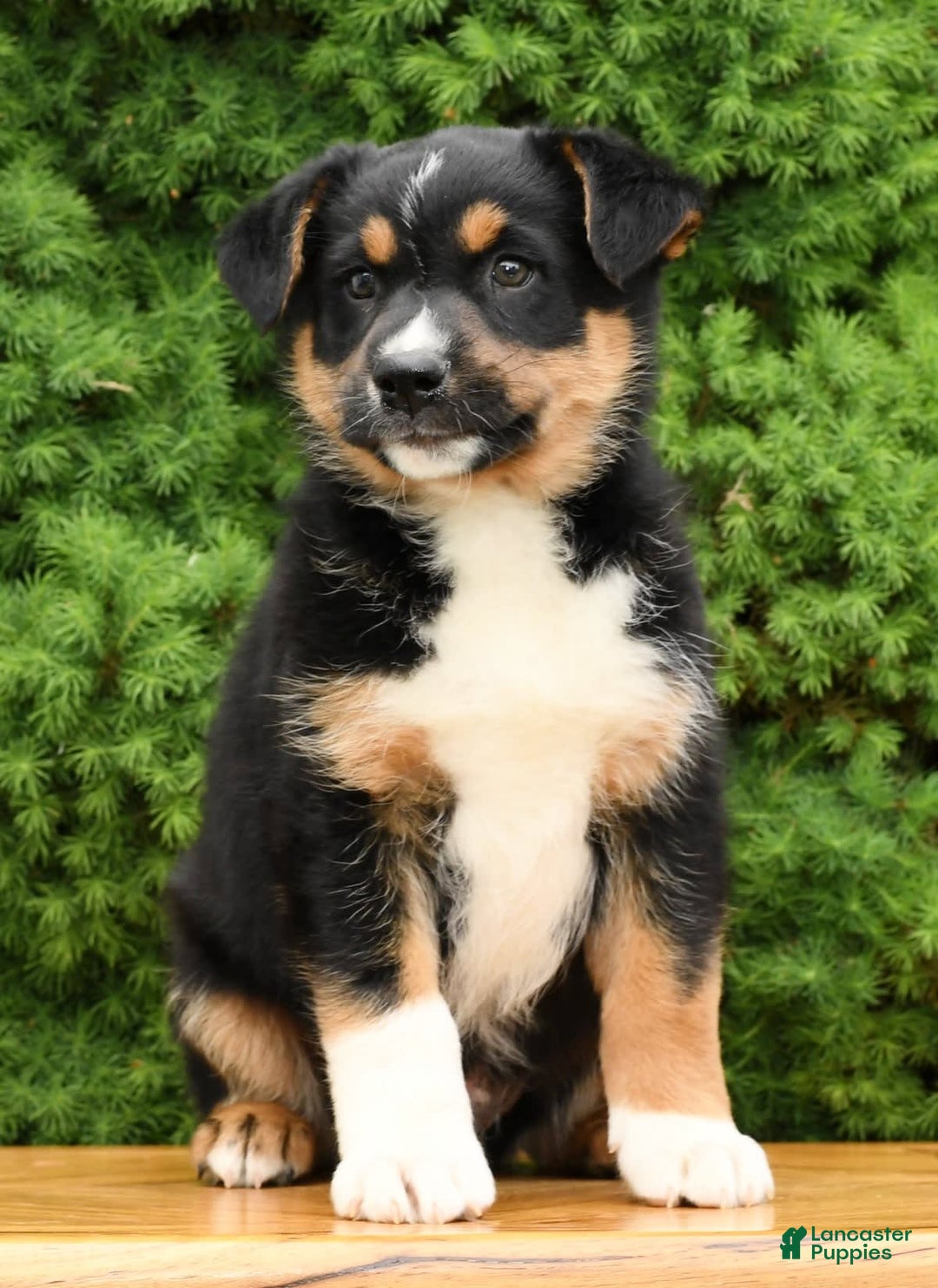 Gallery Image {{count}}