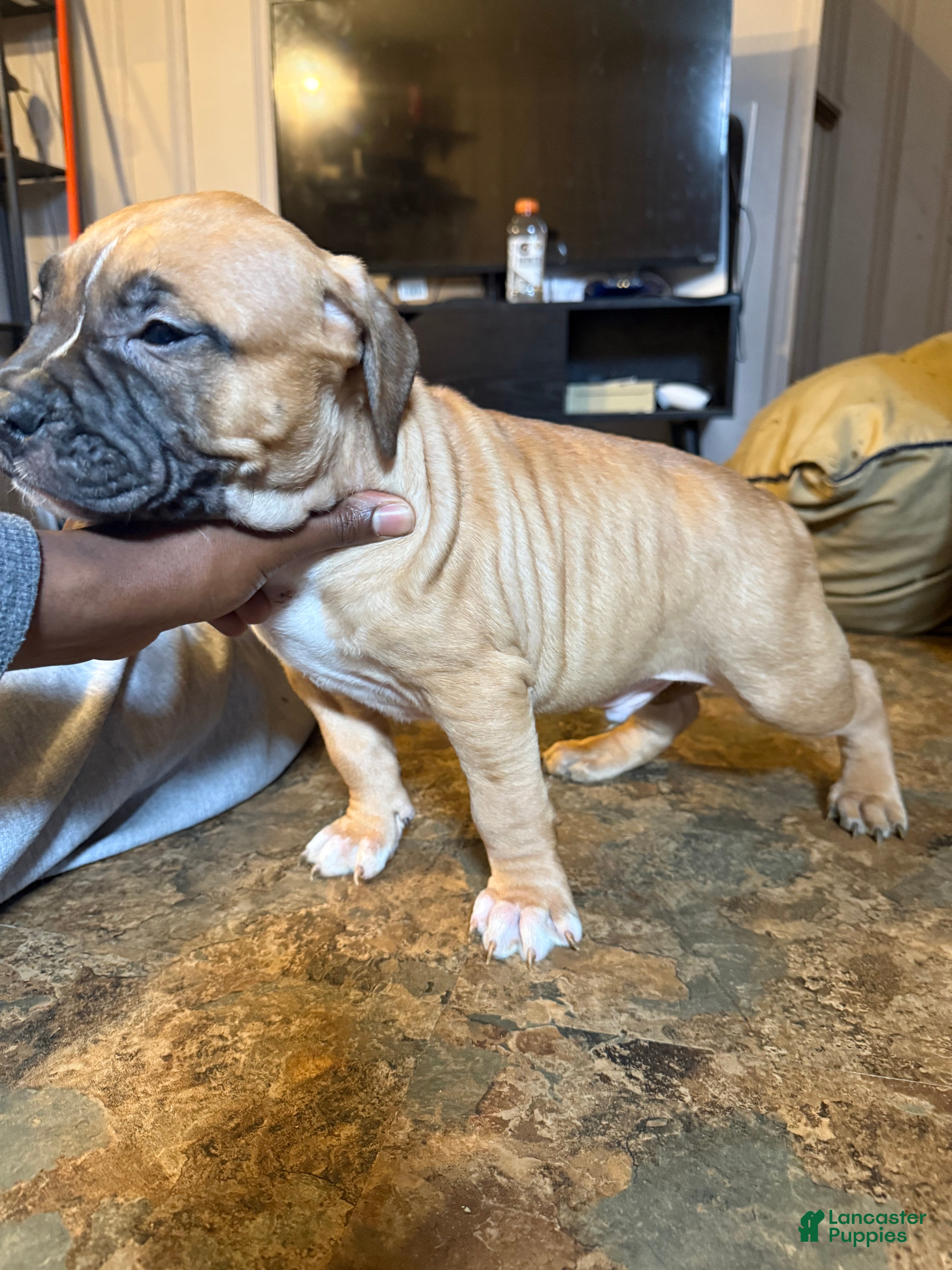 Mixed Breed dogs Mixed Breed Puppy 1 - Ad 17