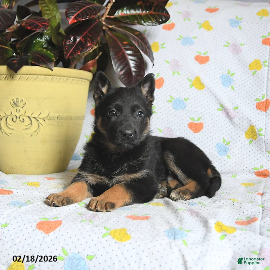 German Shepherd dogs for sale: Wolf   - Ad 3
