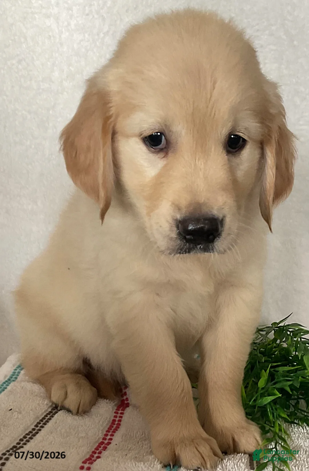 Golden Retriever dogs for sale: Rex - Ad 3
