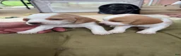 Beagle dogs for sale: Beagle 2 - Ad 11