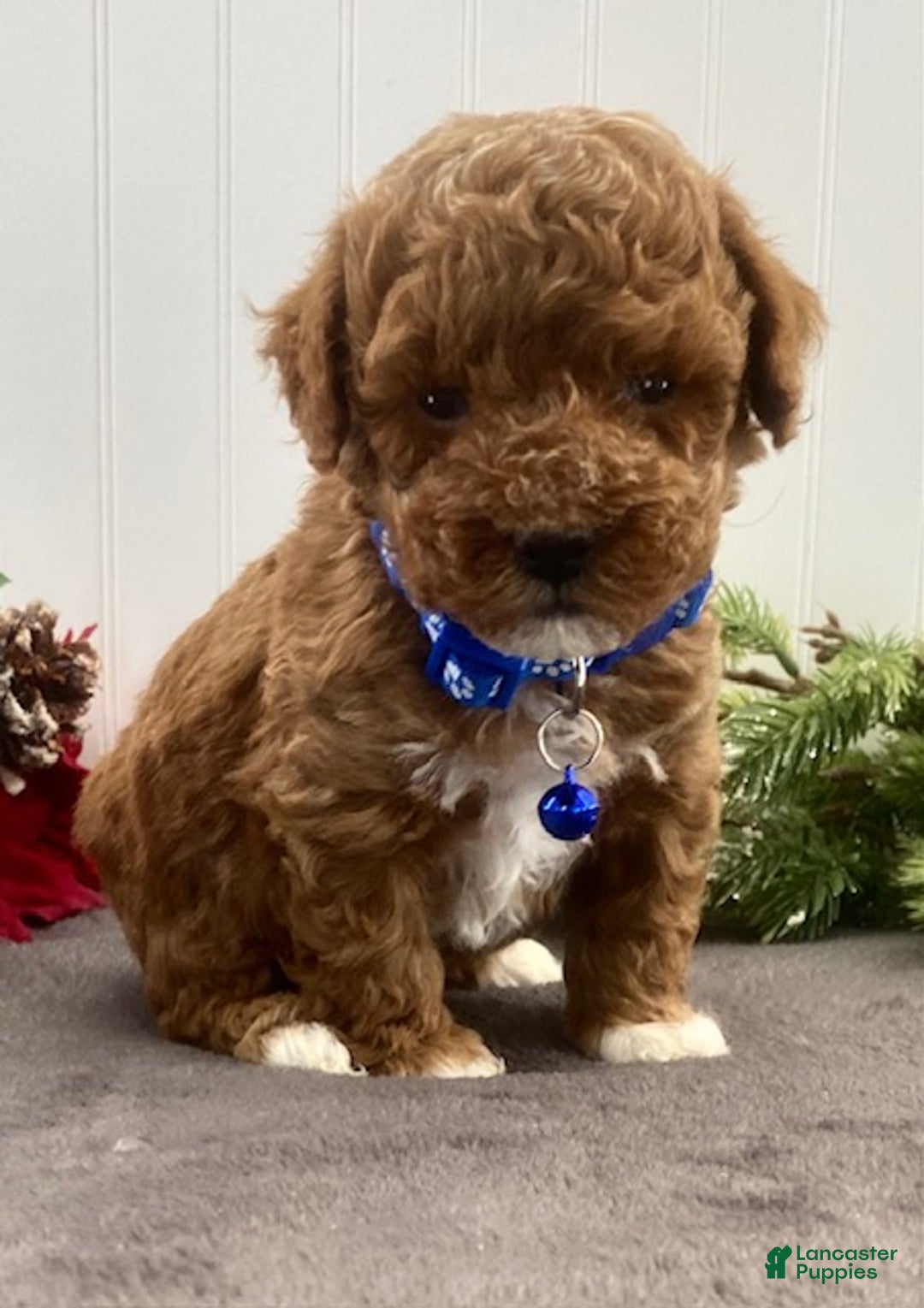 Toy Poodle dogs for sale: Buddy - Ad 4