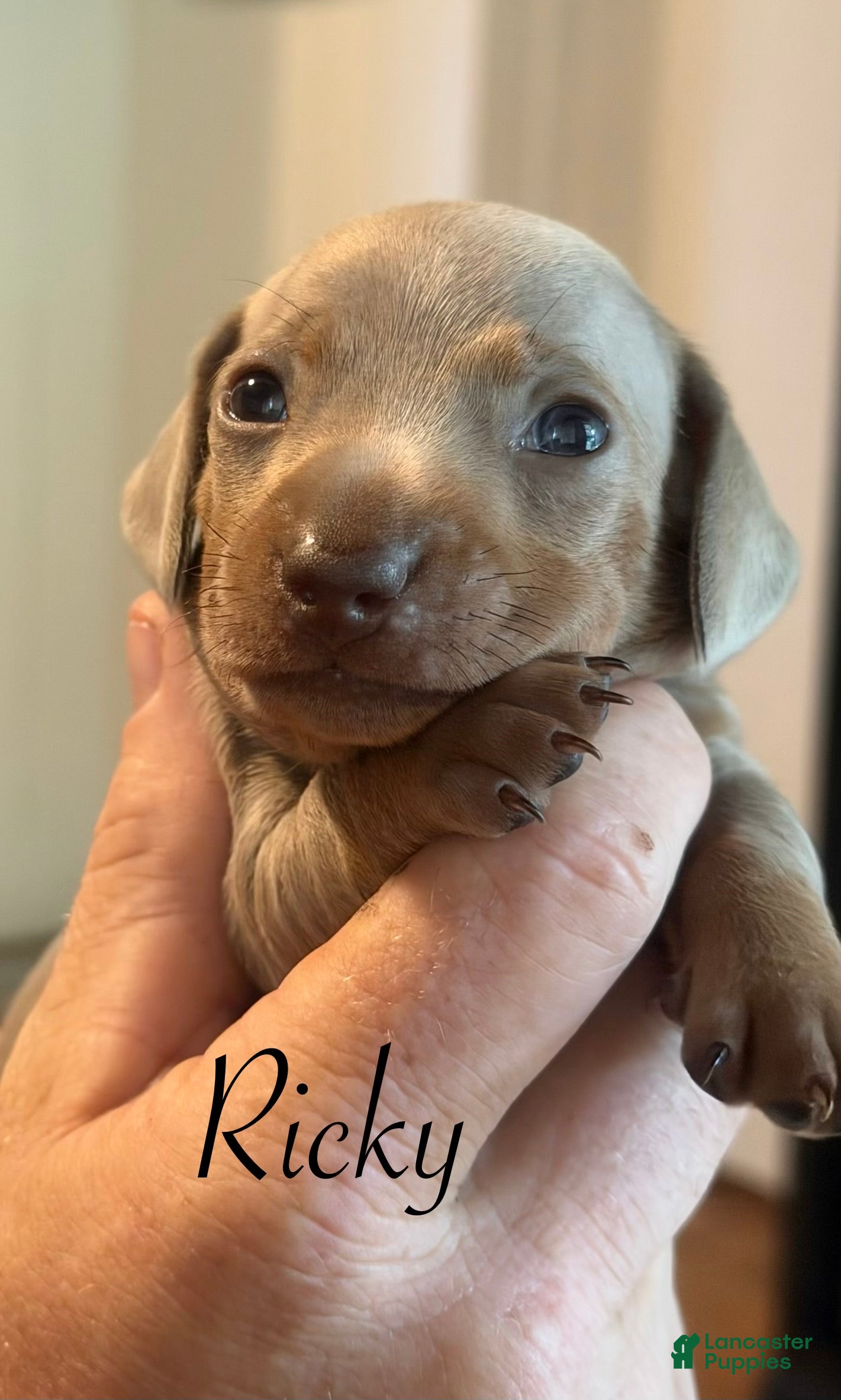 Miniature Dachshund dogs Miniature Dachshund Puppy 1 - Ad 25