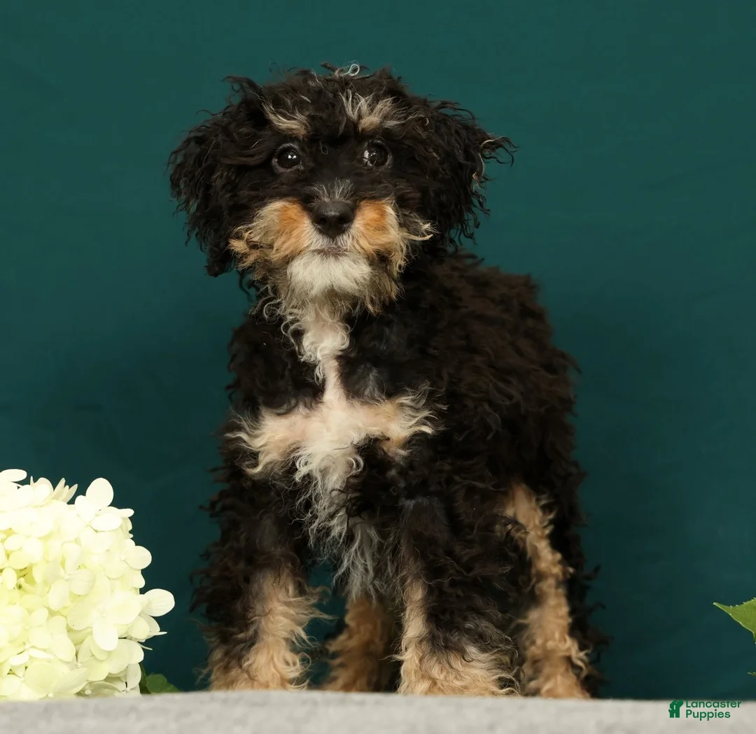 Mini Bernedoodle dogs for sale: Phantom - Ad 1