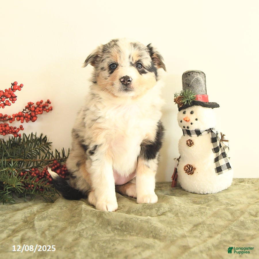 Miniature Australian Shepherd dogs Tansy - Ad 1