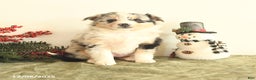 Miniature Australian Shepherd dogs for sale: Tansy - Ad 1