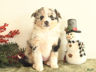 Miniature Australian Shepherd dogs Tansy - Ad 7