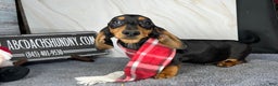 Miniature Dachshund dogs for sale: Ch AKC sire - Ad 5