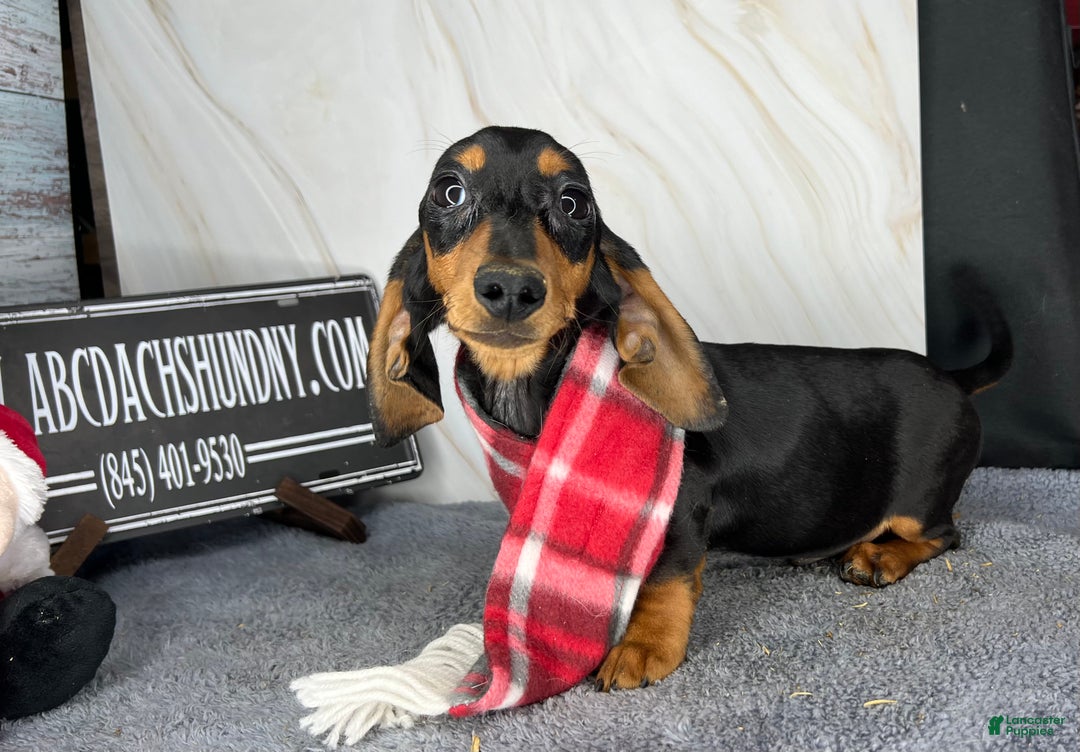 Miniature Dachshund dogs for sale: Ch AKC sire - Ad 5