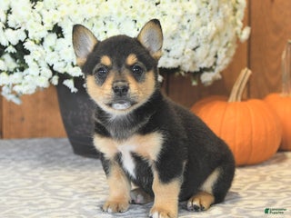 Mixed Breed dogs - Ad 3