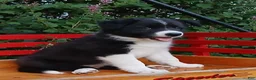 Border Collie dogs for sale: Spring - Ad 3
