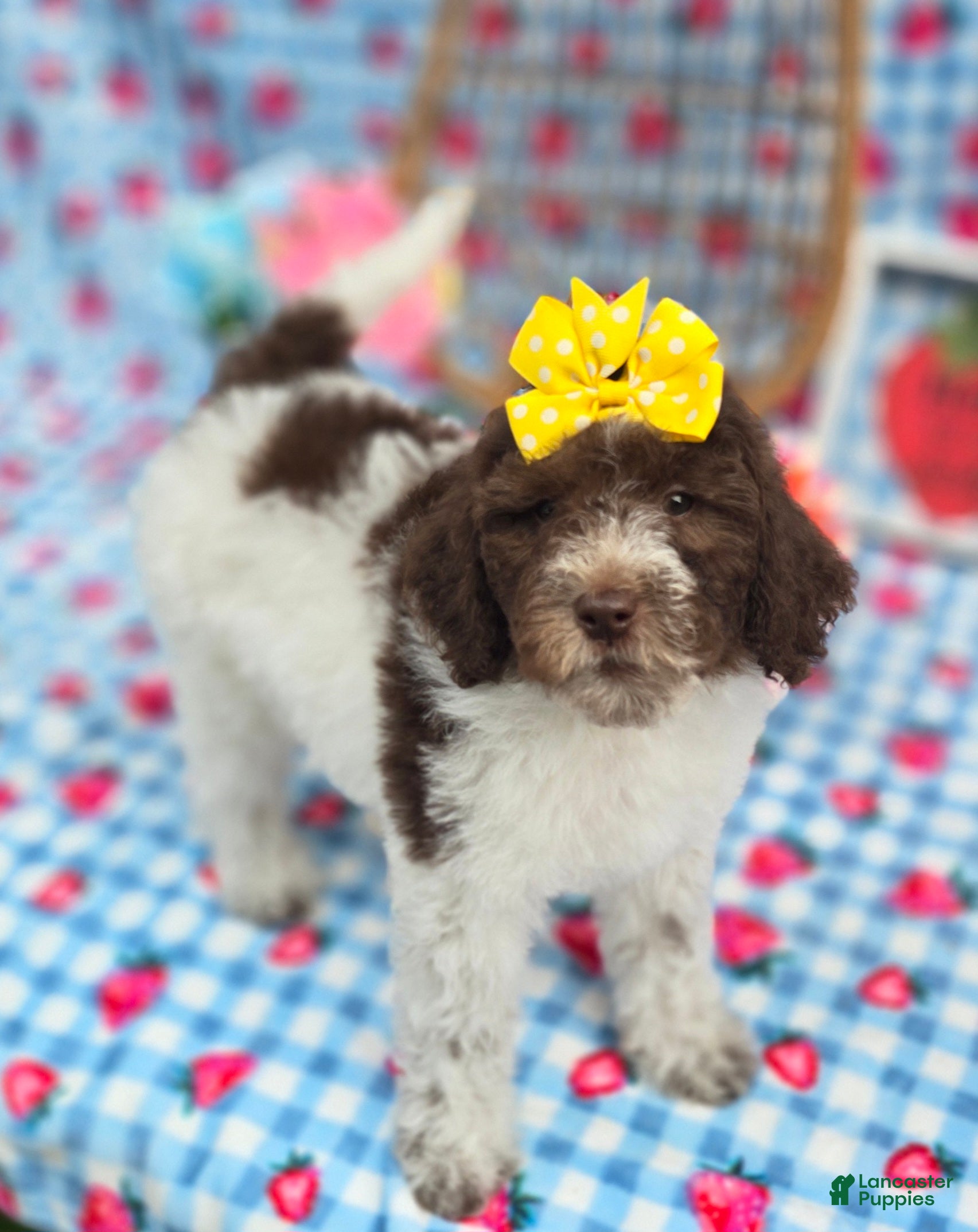 Mini Goldendoodle dogs Verona - Ad 31