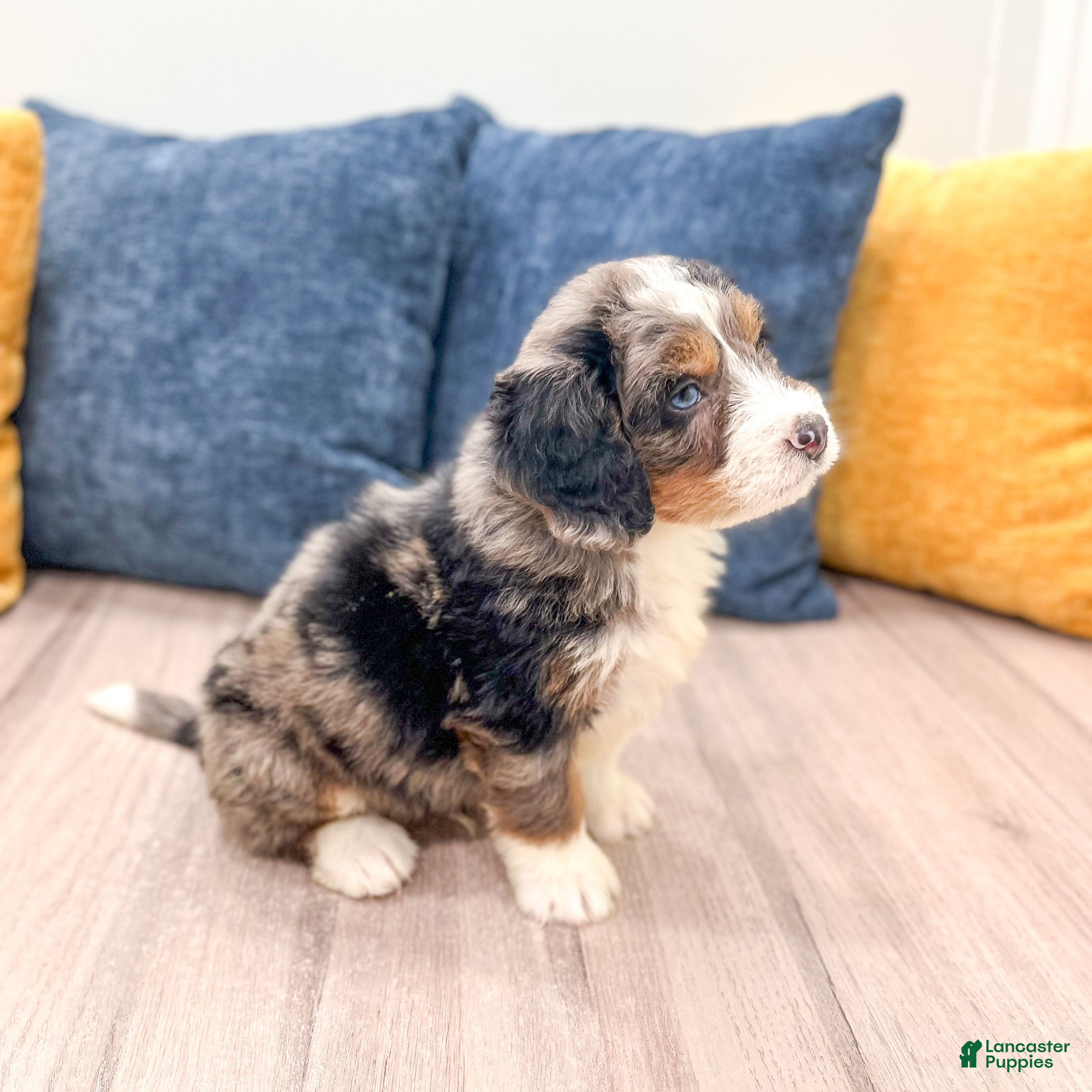 Mini Bernedoodle dogs for sale: Rusty - Ad 8
