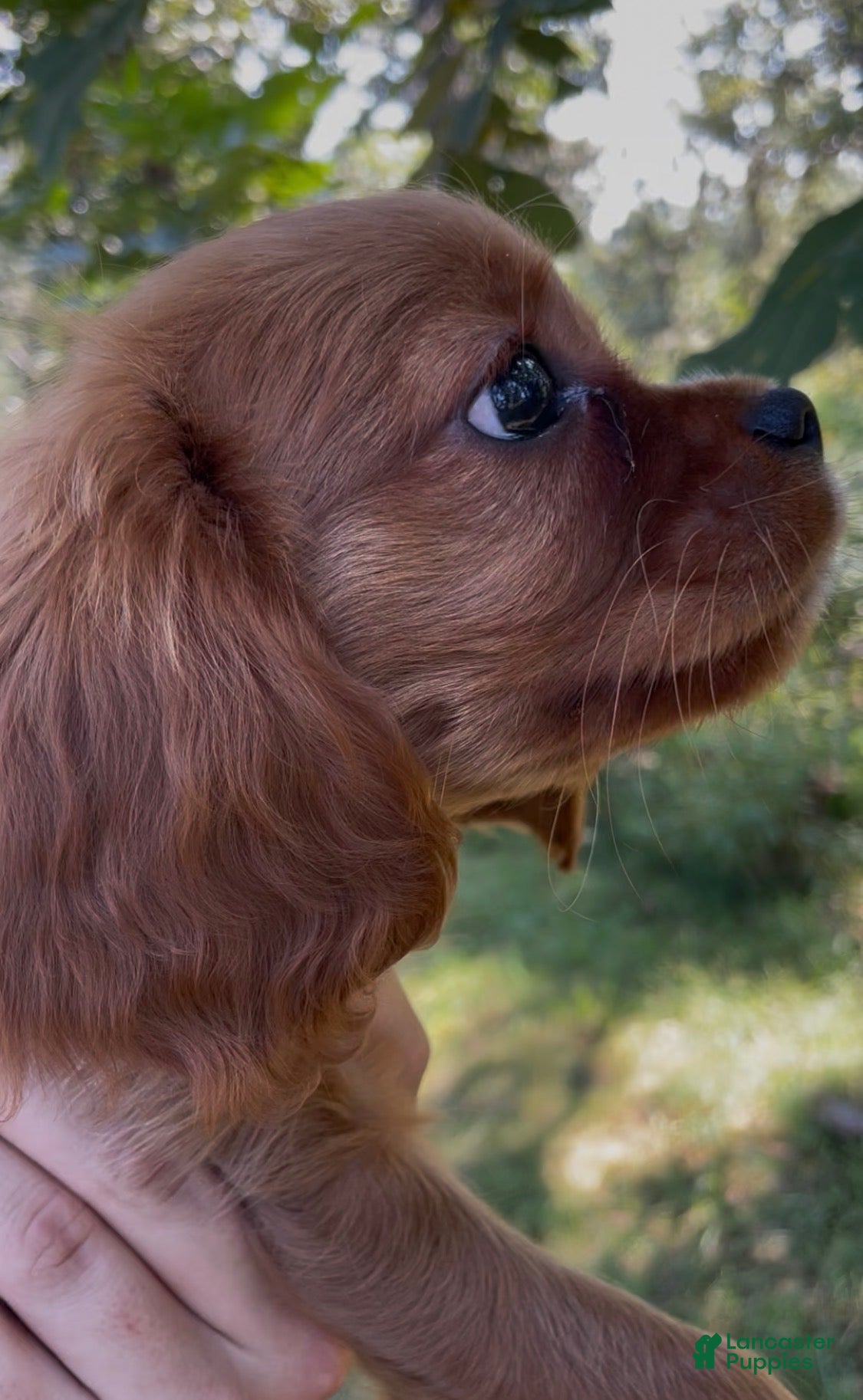 Cavalier King Charles Spaniel dogs AKC MOE - Ad 2