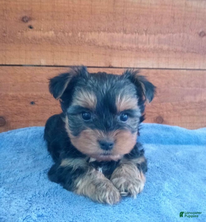 Yorkshire Terrier dogs Hunter - Ad 2