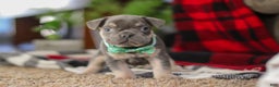 Frenchton dogs for sale: Leo - Ad 4