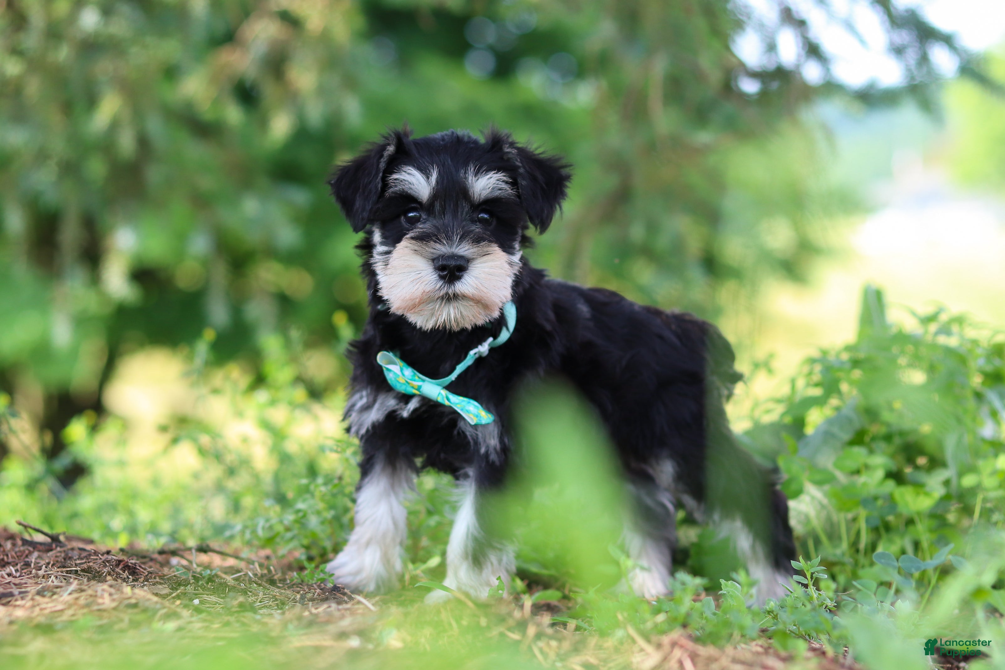 Miniature Schnauzer dogs Jack - Ad 1