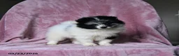 Pomeranian dogs for sale: Olimpia - Ad 4