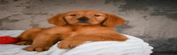 Golden Retriever dogs for sale: Penny - Ad 6