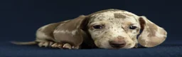 Miniature Dachshund dogs for sale: Isla 🦋 - Ad 7