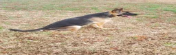 German Shepherd dogs for sale: Black Male - Ad 13