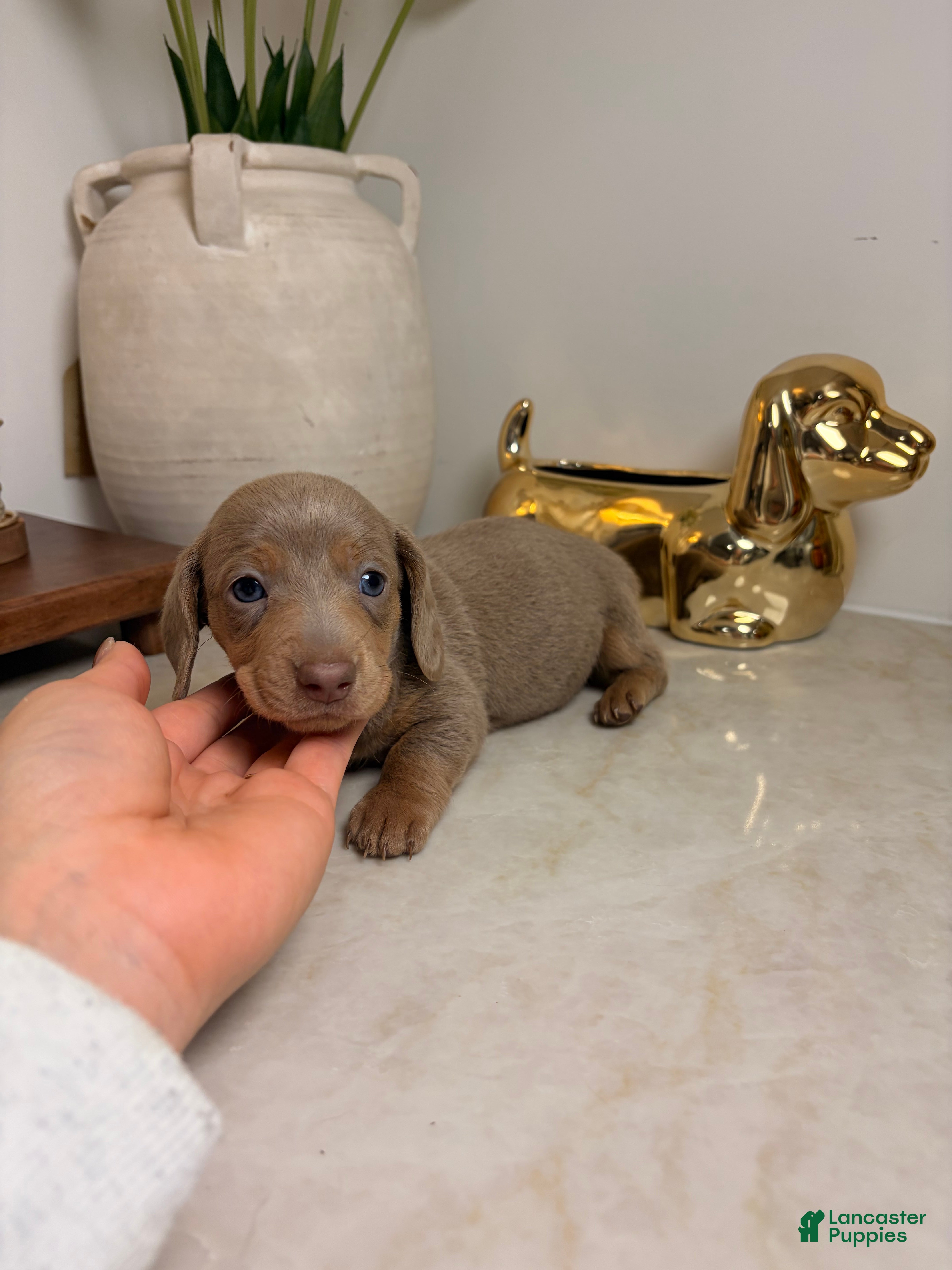 Miniature Dachshund dogs Jinu - Ad 5
