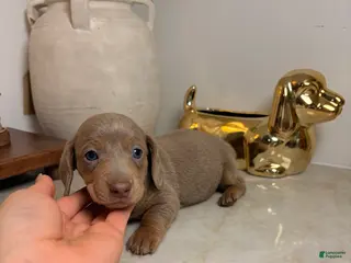 Miniature Dachshund dogs Jinu - Ad 5