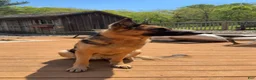 German Shepherd dogs for sale: German Shepherd 2 - Ad 5