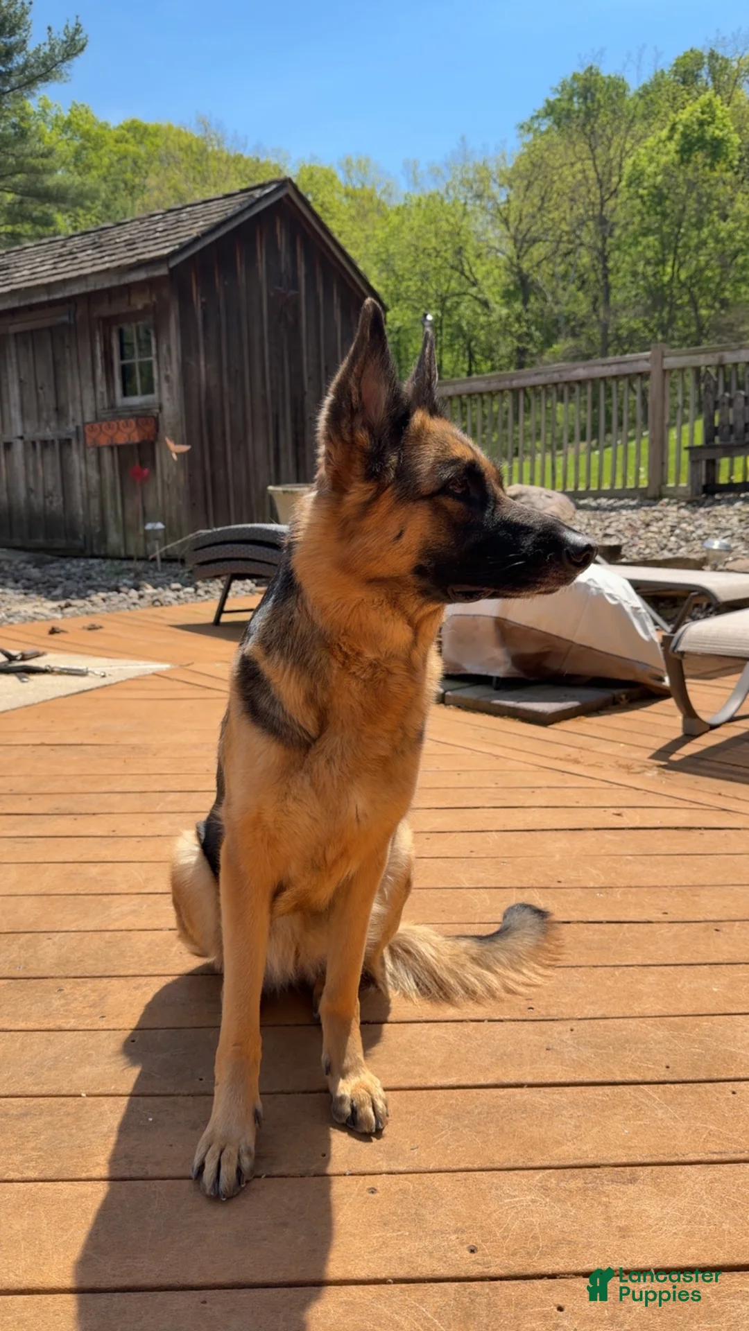 German Shepherd dogs for sale: German Shepherd 2 - Ad 5