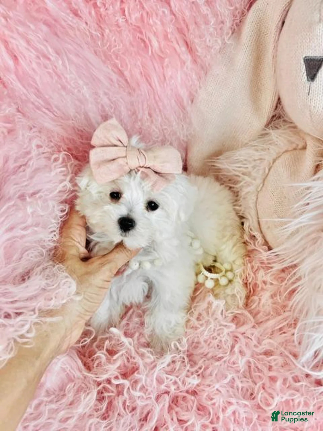 Maltese dogs for sale: Maltese 1 - Ad 3