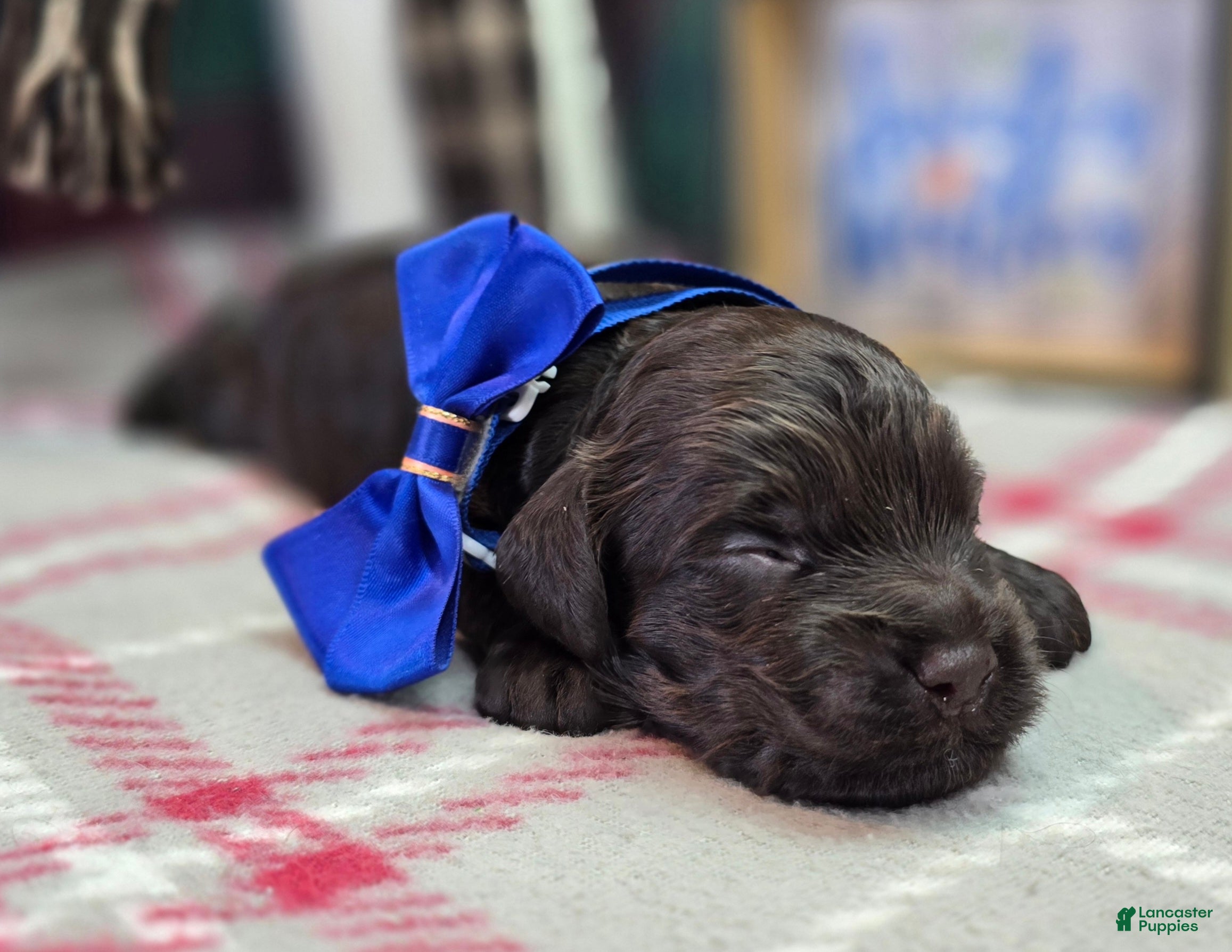 Cockapoo dogs Breeze - Ad 13