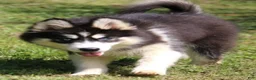 Pomsky dogs for sale: Shayla - Ad 3
