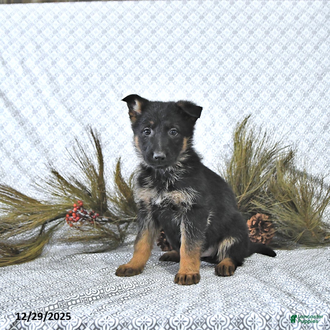 German Shepherd dogs for sale: Bailey - Ad 10