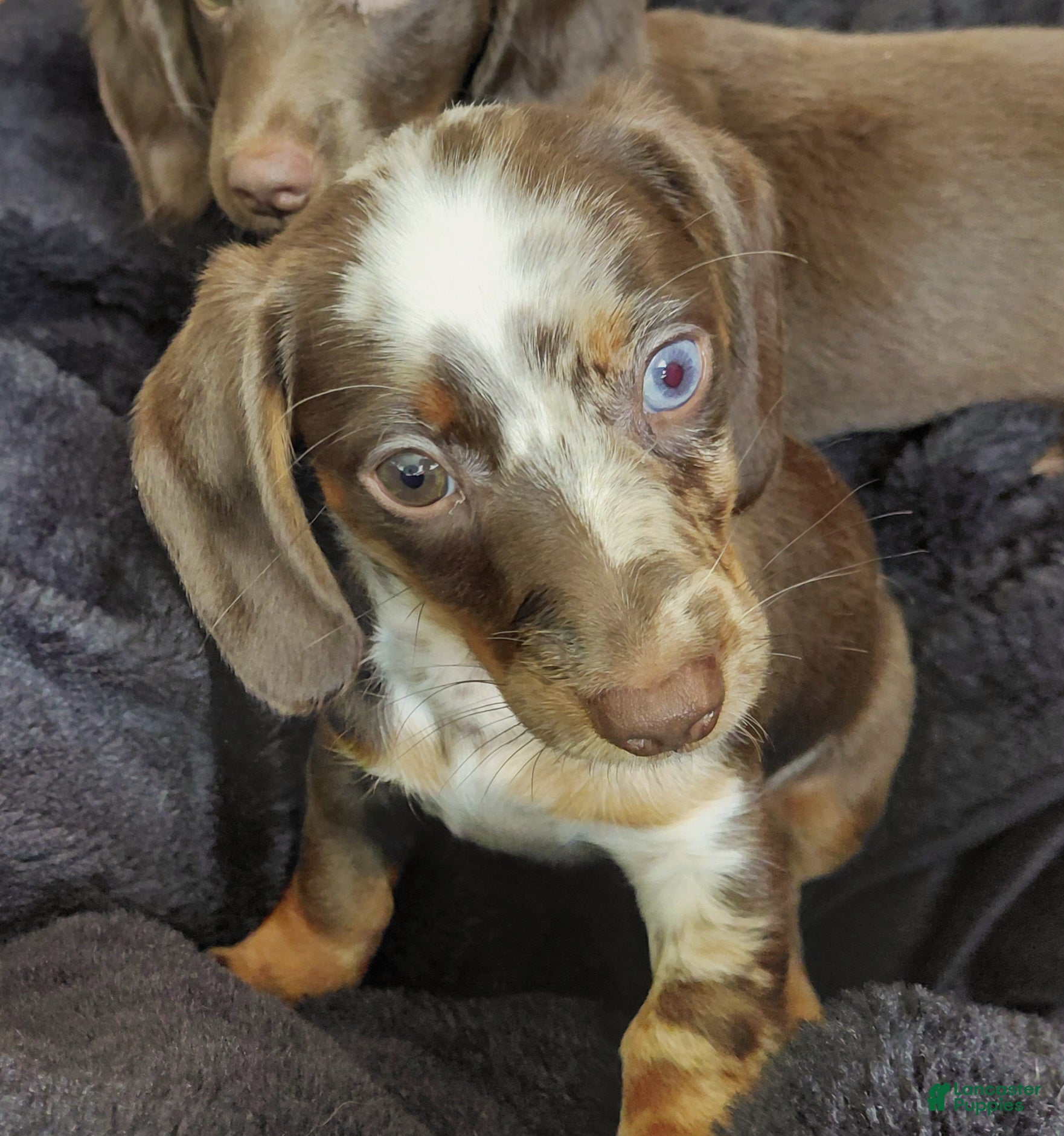 Miniature Dachshund dogs TILLY - Ad 1