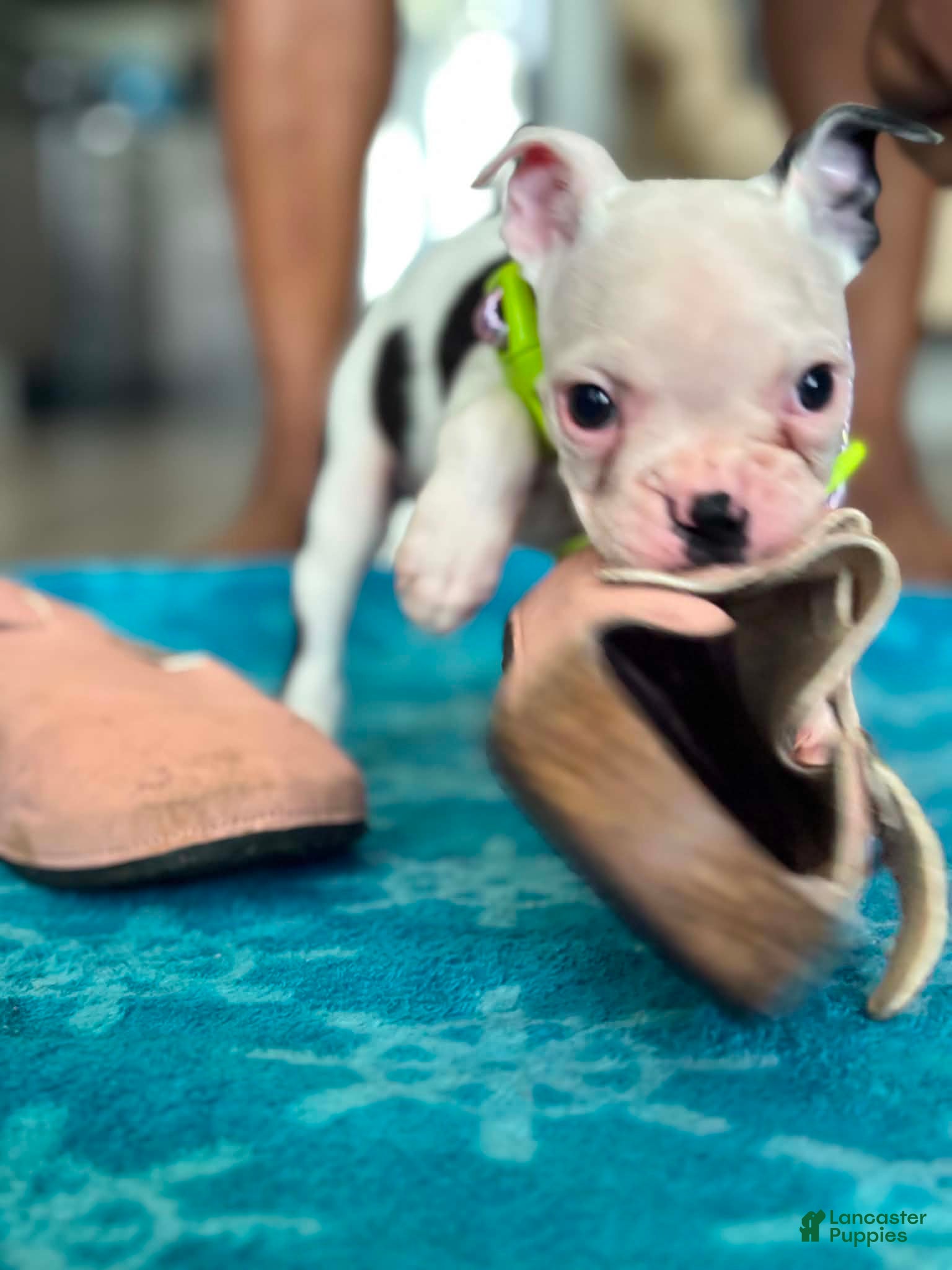 Boston Terrier dogs for sale: Boston Terrier Puppy 3 - Ad 2