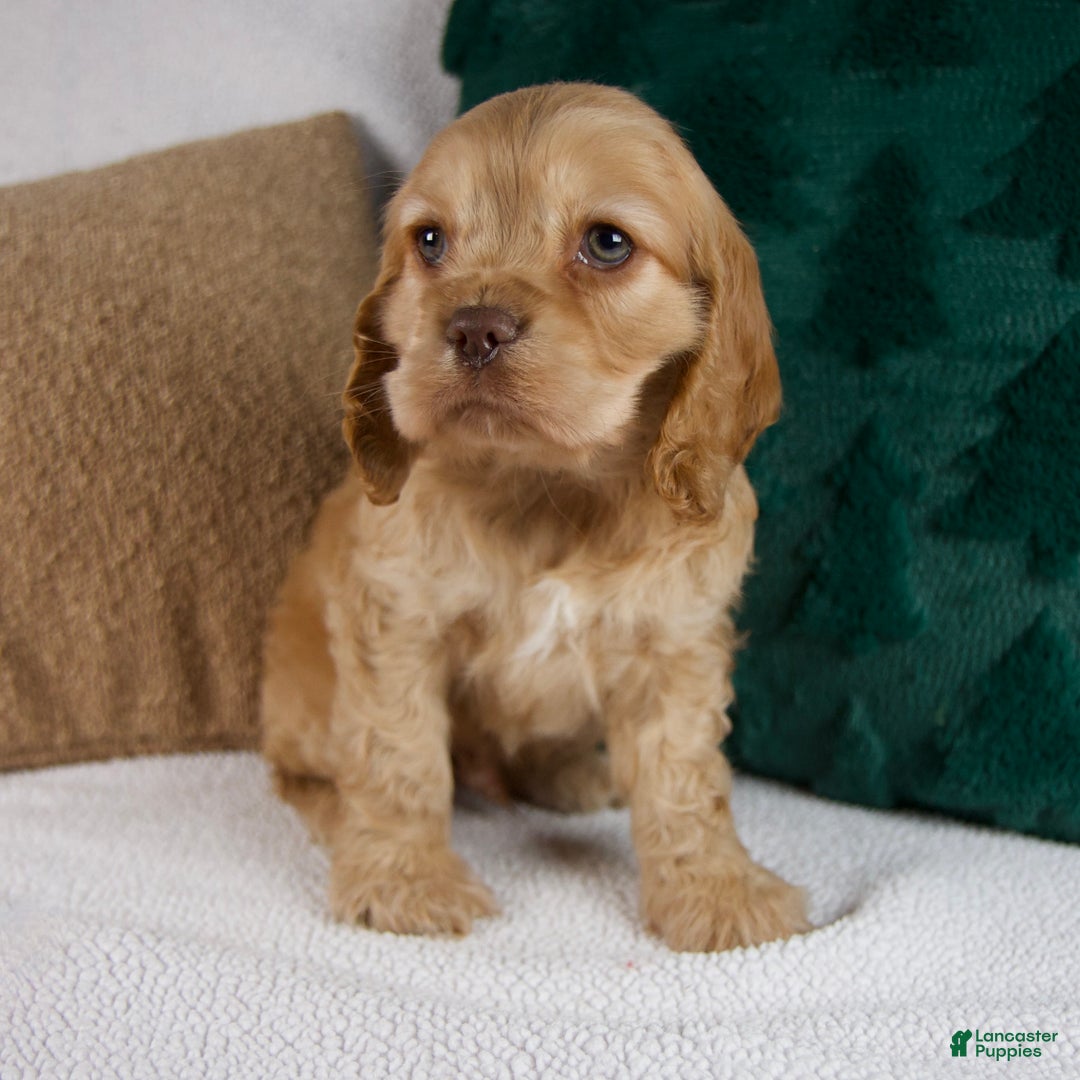 Cocker Spaniel dogs for sale: Roscoe - Ad 2