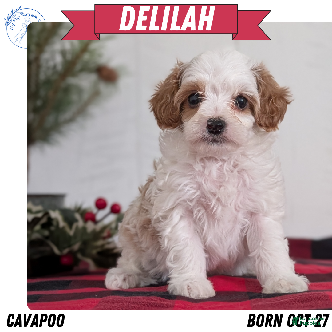 Cavapoo dogs for sale: Delilah  - Ad 1