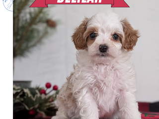 Cavapoo dogs Delilah - Ad 2