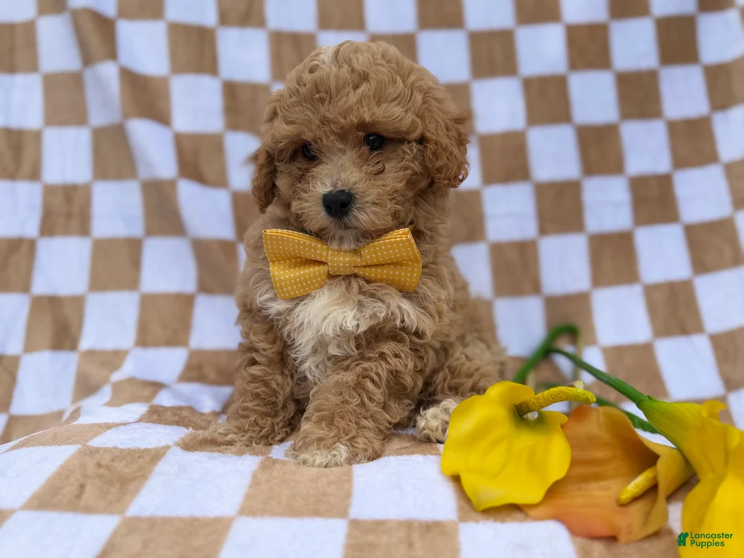 Bichpoo dogs for sale: Rusty - Ad 5