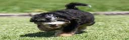 Bernedoodle dogs for sale: Crew Bernedoodle Puppy  - Ad 3