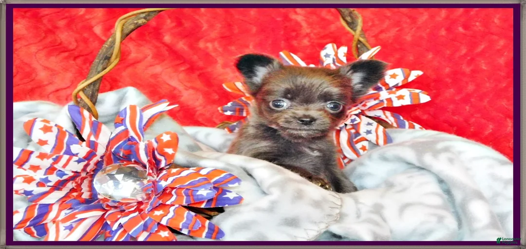 Gallery Image {{count}}